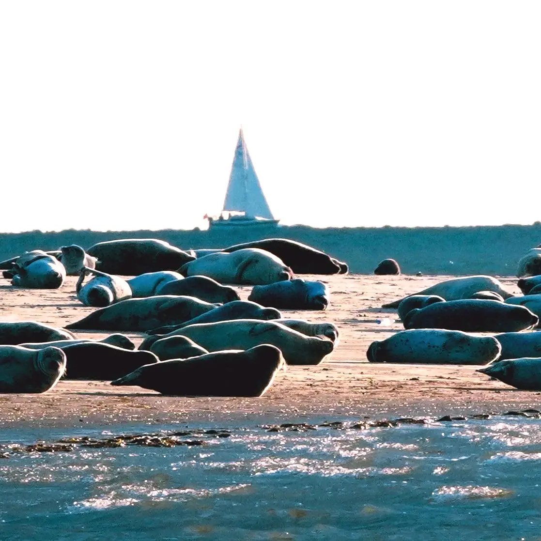 Seehunde auf der Sandbank